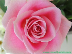 ҹѴ͡Թ Shanel LK Flower Hua Hin Thailand
